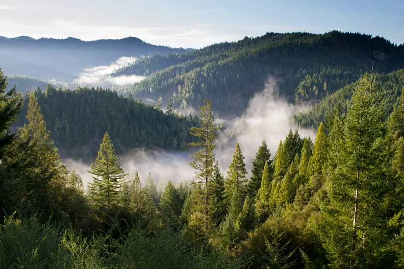 Forêt de sapins dense s’étendant à perte de vue sous un ciel clair