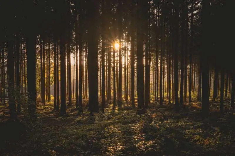 Bois traversé par les rayons du soleil.